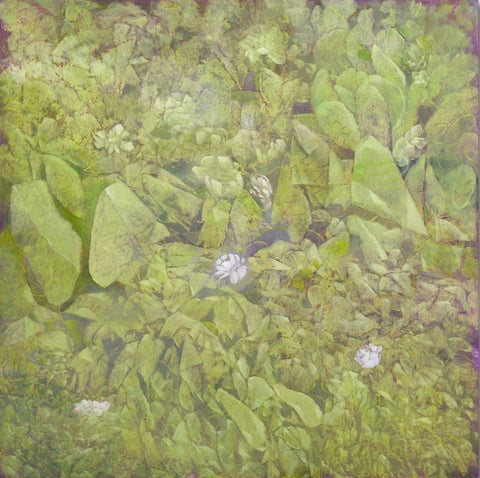 Mur Vivant VII