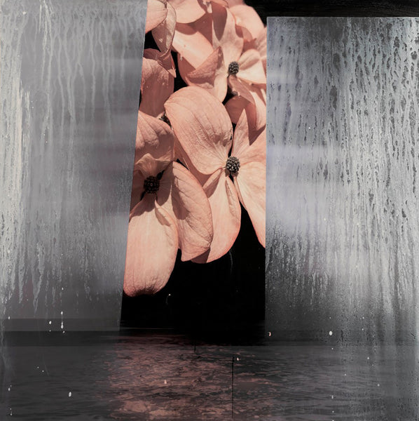 Andre Petterson artwork 'Dogwood' available at Bau-Xi Gallery Vancouver