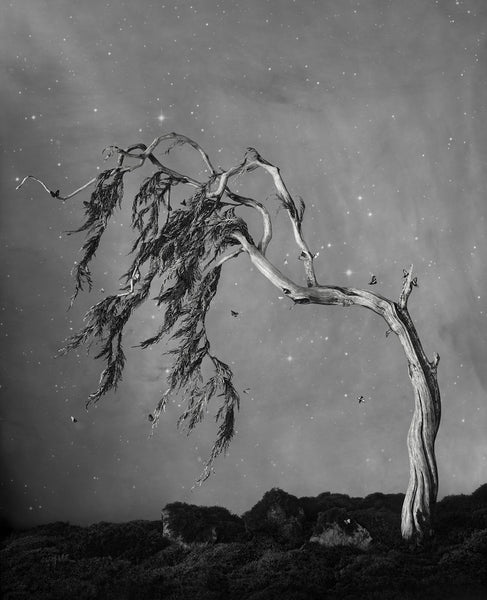 The World Tree - Available in 4 sizes