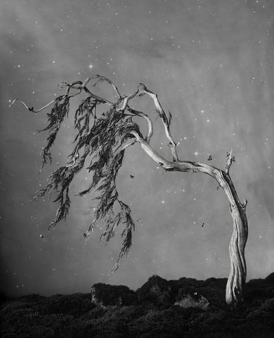 The World Tree - Available in 4 sizes