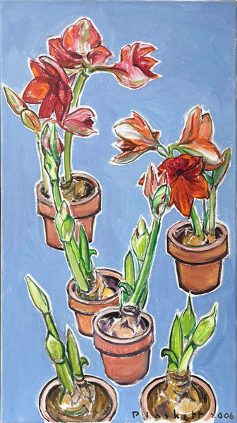 Progress of Amaryllis