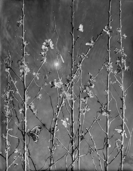 The First Blossoms at Mercado Jamaica - Available in 4 sizes