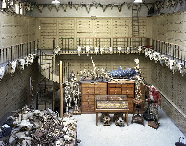 Richard Barnes Artwork | Dramatic photographs of animals, museum interiors and architecture.