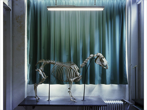 Richard Barnes Artwork | Dramatic photographs of animals, museum interiors and architecture.
