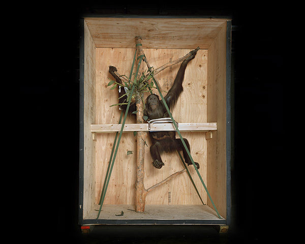 Richard Barnes Artwork | Dramatic photographs of animals, museum interiors and architecture.