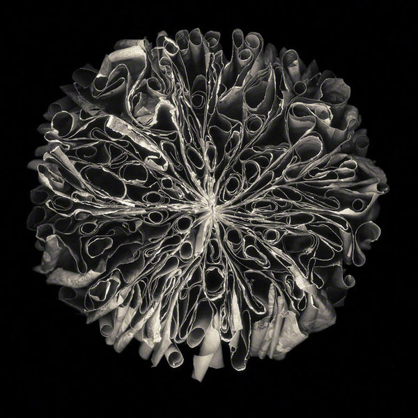 Cara Barer Artwork | Colourful and monochromatic photography orbs circular and organic abstract book art sculpture.