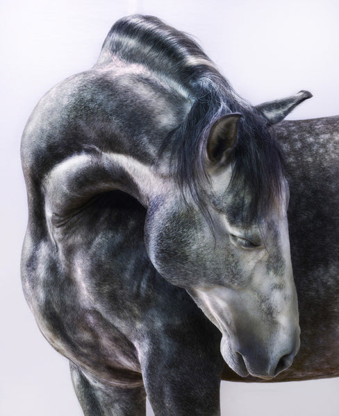 Jill Greenberg Artwork | Colourful, cute and expressive studio portraits of monkeys, horses, bears and abstract paintings.