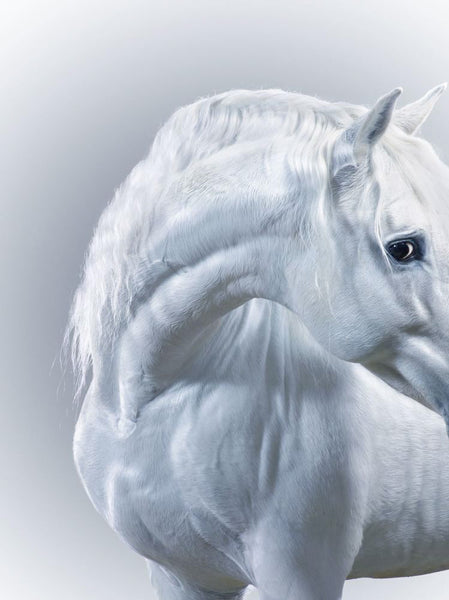 Jill Greenberg Artwork | Colourful, cute and expressive studio portraits of monkeys, horses, bears and abstract paintings.