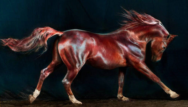 Jill Greenberg Artwork | Colourful, cute and expressive studio portraits of monkeys, horses, bears and abstract paintings.