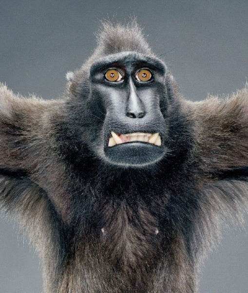 Jill Greenberg Artwork | Colourful, cute and expressive studio portraits of monkeys, horses, bears and abstract paintings.