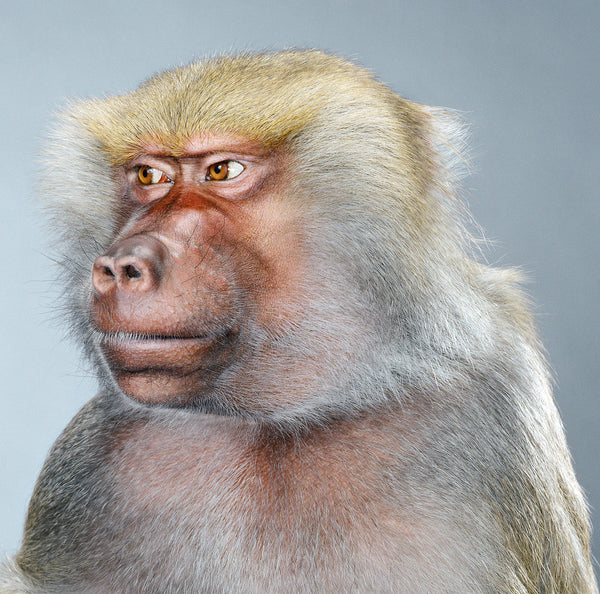 Jill Greenberg Artwork | Colourful, cute and expressive studio portraits of monkeys, horses, bears and abstract paintings.