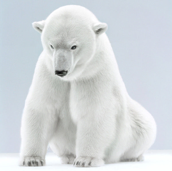 Jill Greenberg Artwork | Colourful, cute and expressive studio portraits of monkeys, horses, bears and abstract paintings.