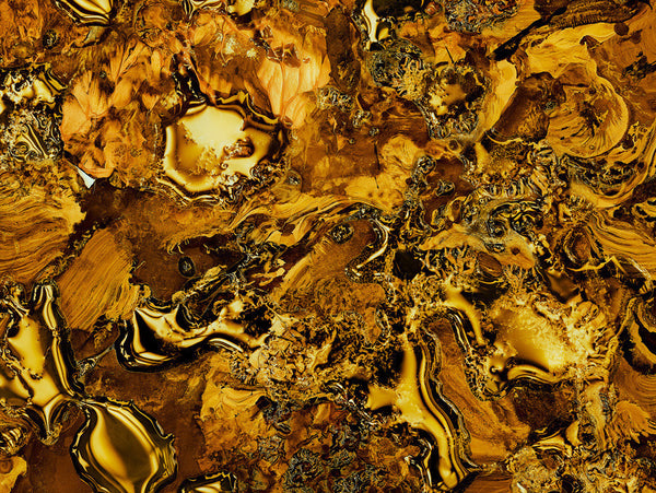 Jill Greenberg Artwork | Colourful, cute and expressive studio portraits of monkeys, horses, bears and abstract paintings.