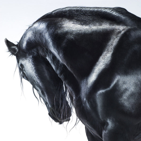 Jill Greenberg Artwork | Colourful, cute and expressive studio portraits of monkeys, horses, bears and abstract paintings.