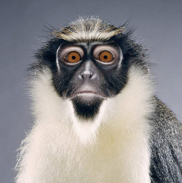 Jill Greenberg Artwork | Colourful, cute and expressive studio portraits of monkeys, horses, bears and abstract paintings.