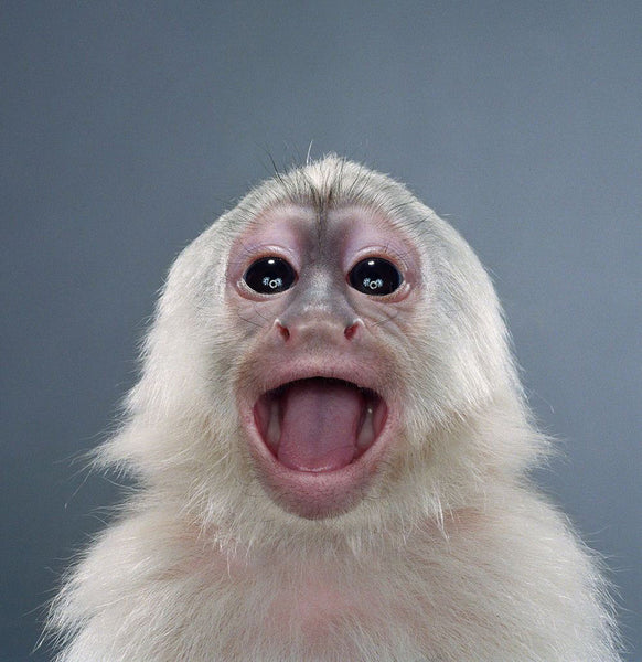 Jill Greenberg Artwork | Colourful, cute and expressive studio portraits of monkeys, horses, bears and abstract paintings.