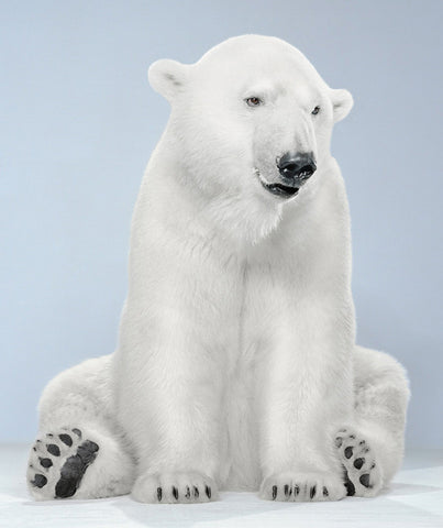 Untitled (Ursine, #21-9)