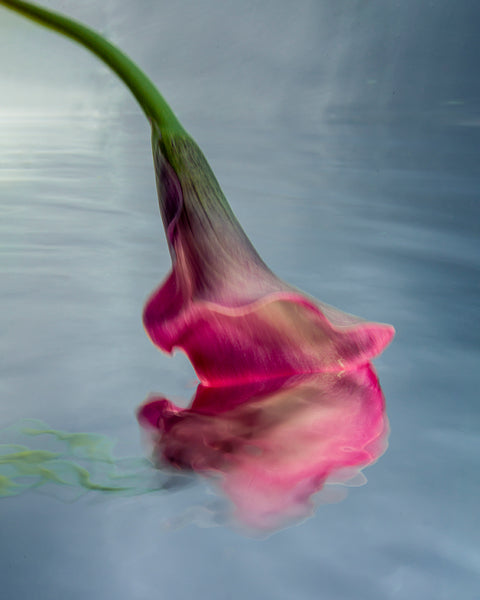 Barbara Cole Artwork | Bright, exciting, abstract, figurative, underwater figurative photographs.