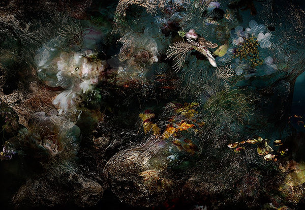 Isabelle Menin | Origin 05 | Colourful, dramatic, painterly, abstract composite photographs of flowers and fruit.