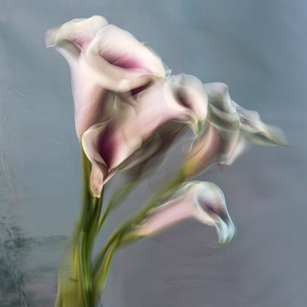 Barbara Cole Artwork | Bright, exciting, abstract, figurative, underwater figurative photographs.