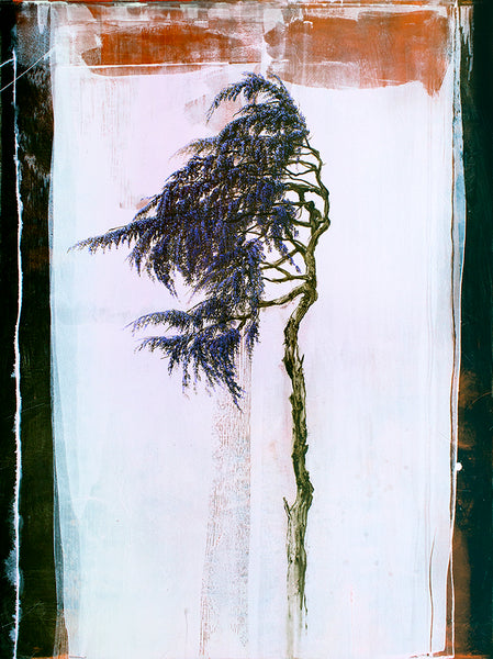 Robert Marchessault artwork 'Tascat' available at Bau-Xi Gallery Vancouver