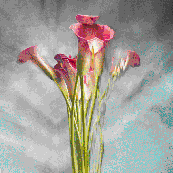 Arabella Lenticular, from Appearances