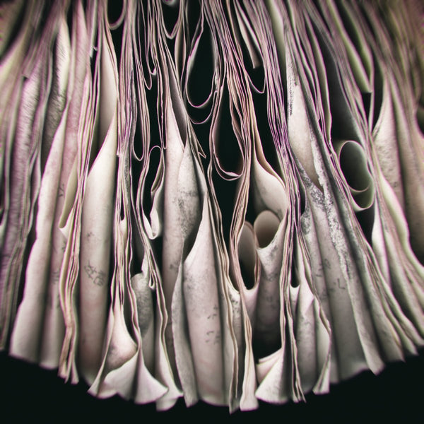 Cara Barer Artwork | Colourful and monochromatic photography orbs circular and organic abstract book art sculpture.