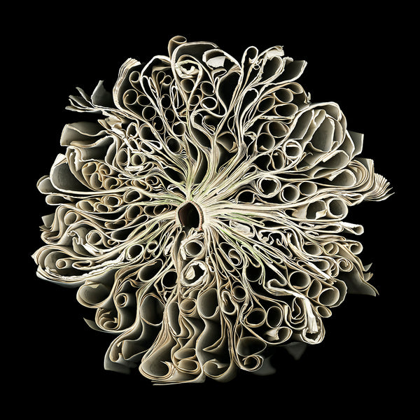 Cara Barer Artwork | Colourful and monochromatic photography orbs circular and organic abstract book art sculpture.