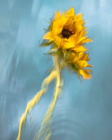 Dorthea, from Appearances - Available in 2 sizes