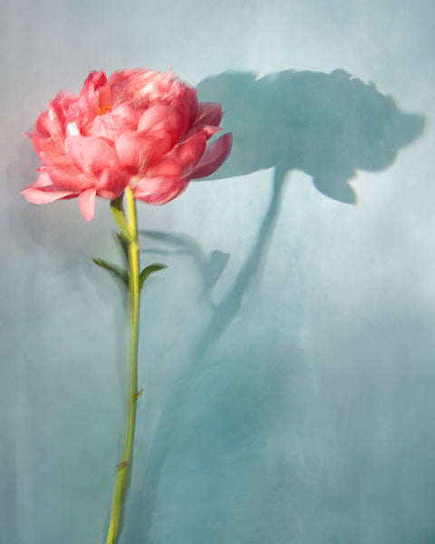 Meredith, from Appearances - Available in 3 sizes