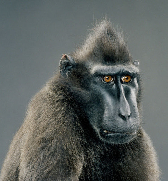 Jill Greenberg Artwork | Colourful, cute and expressive studio portraits of monkeys, horses, bears and abstract paintings.