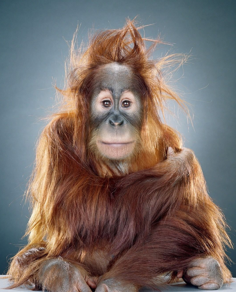 Jill Greenberg Artwork | Colourful, cute and expressive studio portraits of monkeys, horses, bears and abstract paintings.