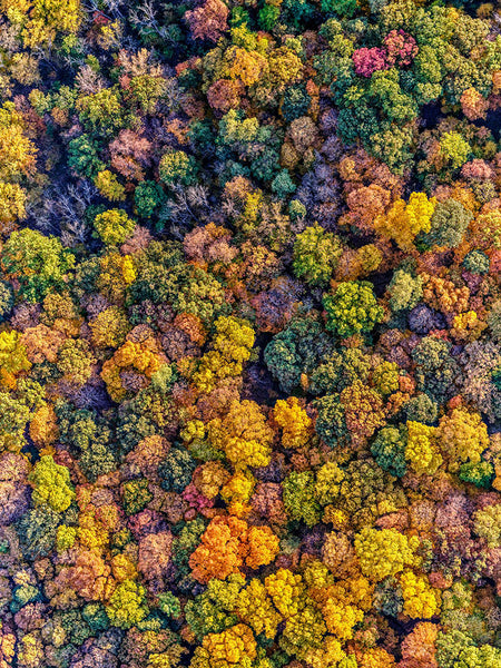 Hudson Valley Fall 02 - Available in 5 sizes