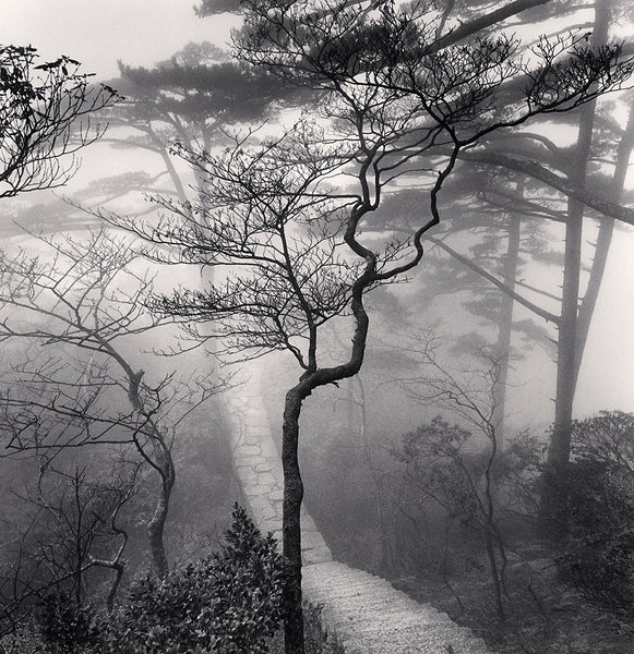 Michael Kenna Artwork | Calm, minimalist black and white photographs of trees, water, architecture, and landscapes.