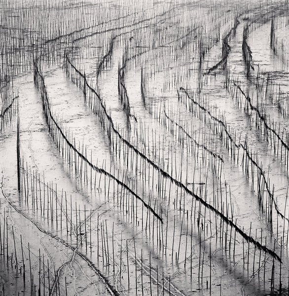 Michael Kenna Artwork | Calm, minimalist black and white photographs of trees, water, architecture, and landscapes.