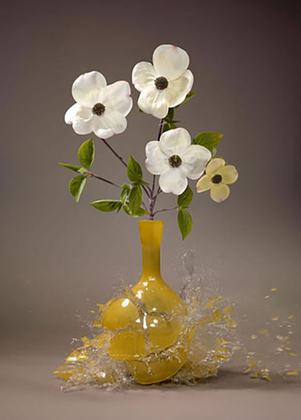 Untitled (Cornus) - 31x24 in. - $4,850