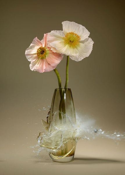 Untitled (Papaver XIII) - 2 Sizes - $13,950-$22,500