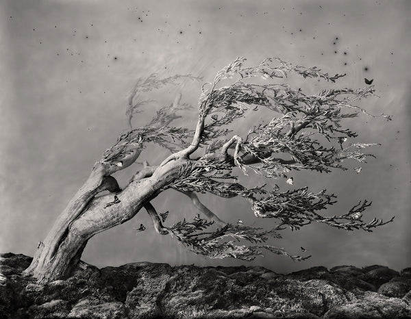 Chimera Fukinagashi Bonsai - Available in 4 sizes