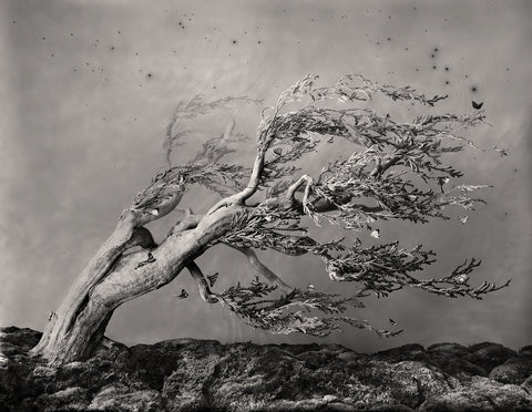 Chimera Fukinagashi Bonsai - Available in 4 sizes