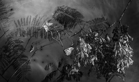 Jacarandas At Night In Parque Mexico - Available in 2 sizes