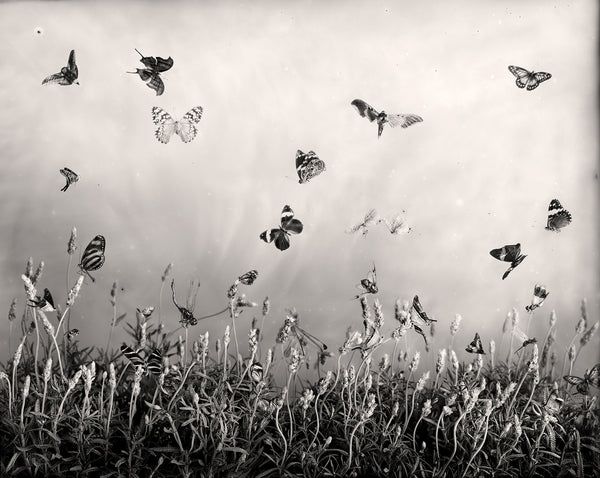 Lavanda - Available in 4 sizes