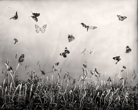 Lavanda - Available in 4 sizes