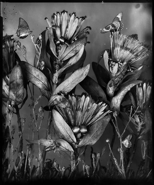 Resort - Available in 3 sizes