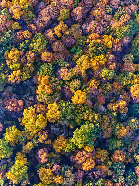 Hudson Valley Fall 03 - Available in 5 sizes