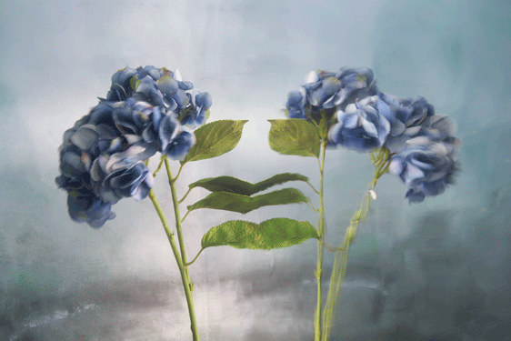 Peyton Lenticular, from Appearances