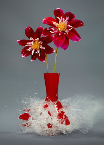 Untitled (Dahlia Hybride) - 31x24 in. - $4,850