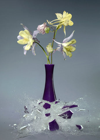 Untitled (Aquilegia II) - 31x24 in. - $4,850