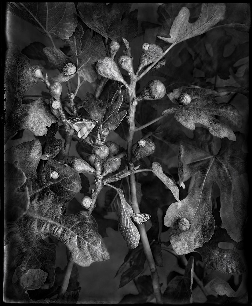 Whitney Lewis-Smith artwork 'Figs' available at Bau-Xi Gallery Toronto, Ontario