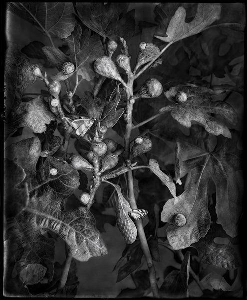 Whitney Lewis-Smith artwork 'Figs' available at Bau-Xi Gallery Toronto, Ontario