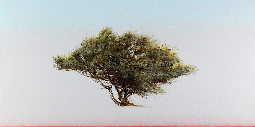 Robert Marchessault artwork 'Coyote Sage' available at Bau-Xi Gallery Toronto, Ontario
